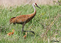 Grus canadensis